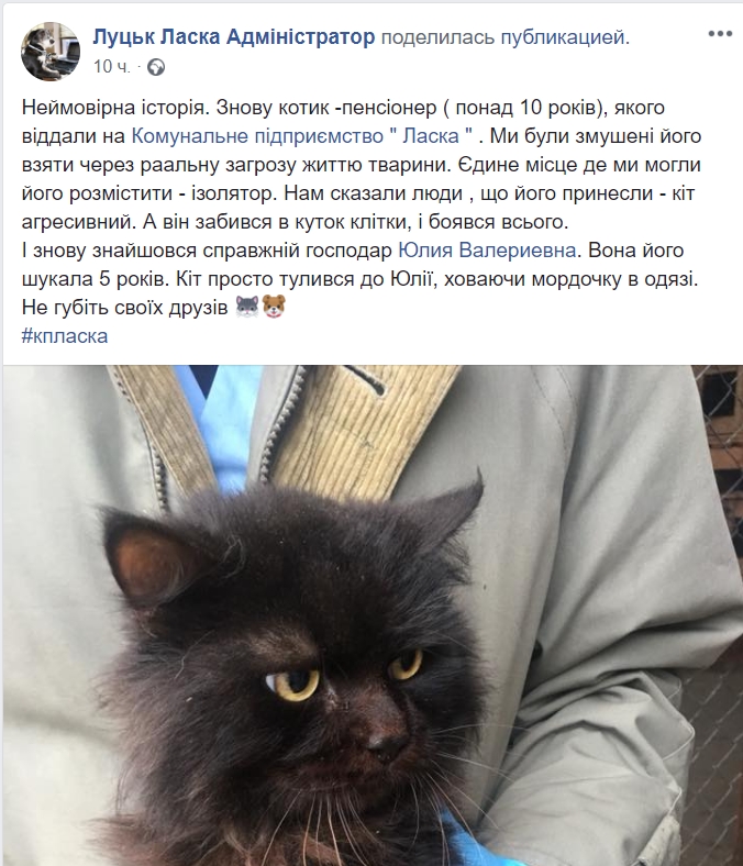 Невероятная история: в Луцке хозяйка нашла кота, которого потеряла пять лет назад